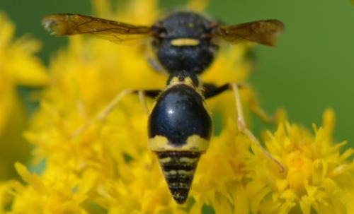 Réf. 268 870 : Eumenes coronatus